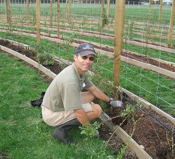 Peer Jensen, owner of aMAZEme planting the hedge.