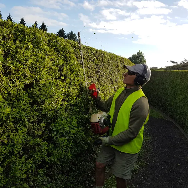 amazeme-trimming-hedge